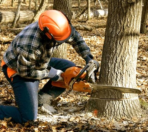 Tree Removal in Pollock, LA